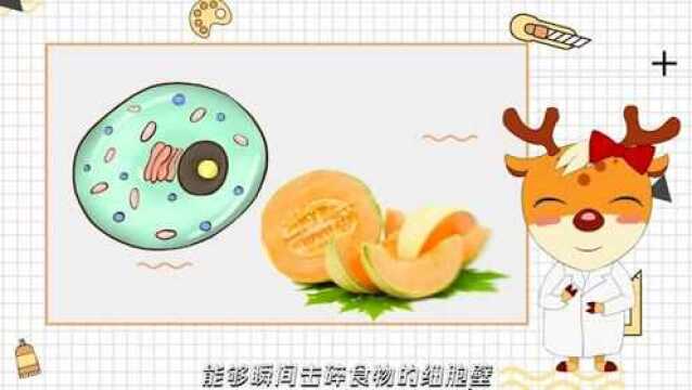 破壁豆浆机和普通豆浆机的差别