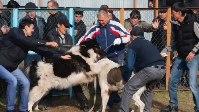 实拍“斗狗”,一只狗将另一只狗咬死才算赢!整个比赛毫无人性