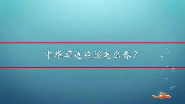 中华草龟应该怎么养?