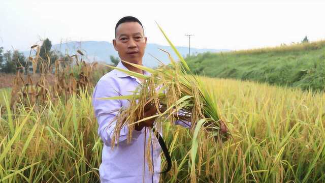 请天老爷尝新米了,今天家里的谷子收割一大片,酒米香又甜