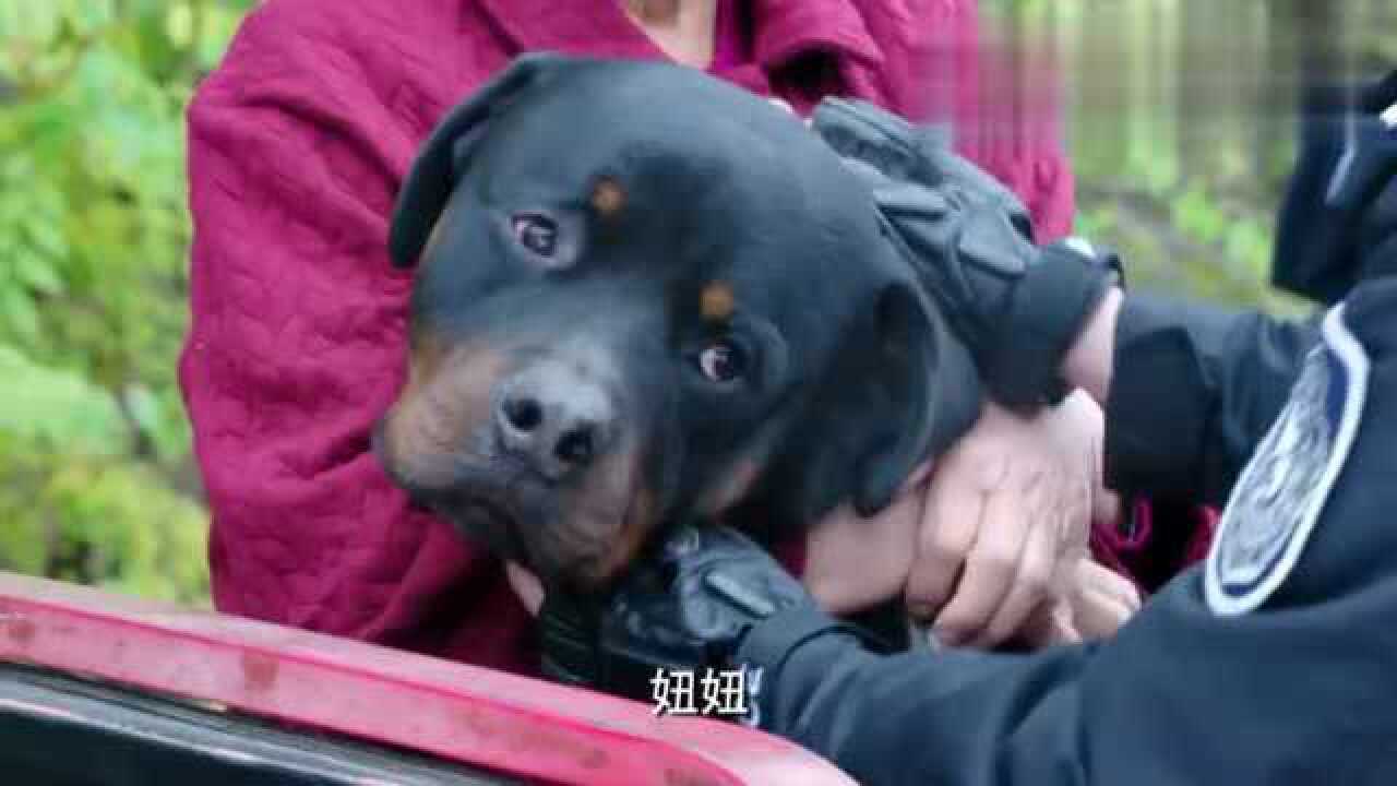 警花与警犬警花终于把妞妞找到了原来妞妞是因为这个才丢的