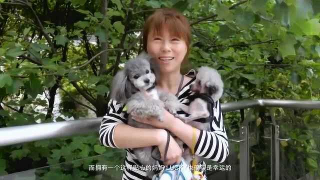 狗狗在中国:宠物犬在家人的概念越来越清晰,很温馨