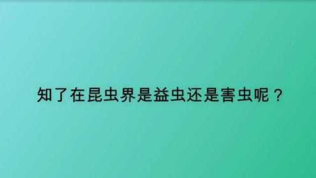 知了在昆虫界是益虫还是害虫呢?