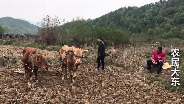 河南农村70岁大爷,为啥不用机器耙地?非要用这种最原始的方法