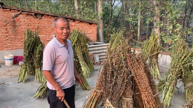 实拍河南驻马店芝麻大丰收,1亩地能赚多少钱?农民伯伯乐开了花