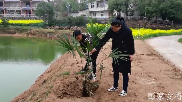 农村夫妻剪些月季插在花坛,把这种风景树栽鱼塘旁,你知道树名吗