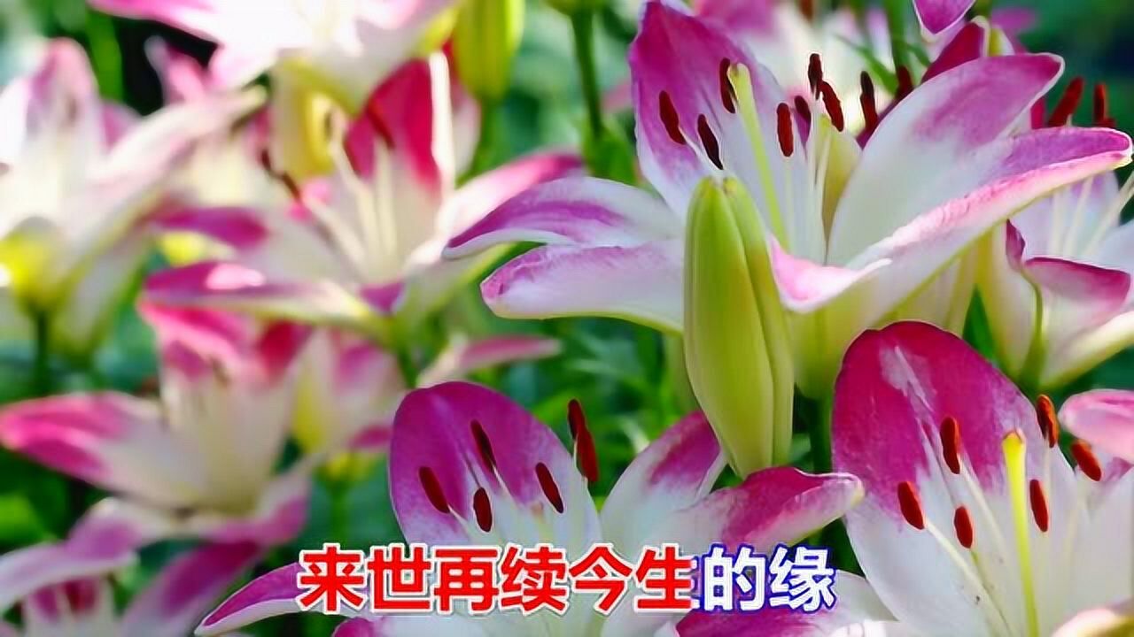 一首非常好听的情歌《情泪心相连》