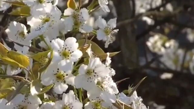 花开天府 美丽四川|四川泸州丹林梨花村4万株梨树竞相绽放