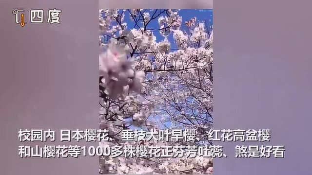 武汉大学开通“云赏樱” 网友以樱花之名实现“云团聚”