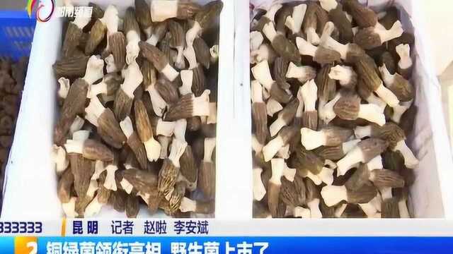 铜绿菌领衔亮相 野生菌上市了