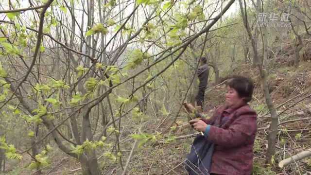 河南灵宝:栽上“摇钱树” 昔日荒山换“新装”