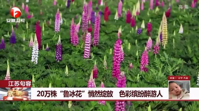 20万株“鲁冰花”悄然绽放 色彩缤纷醉游人