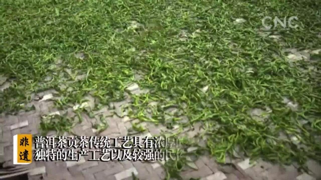 非遗中国|普洱茶制作技艺