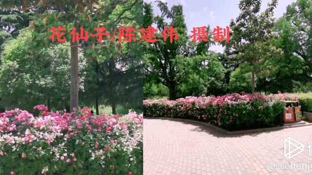 花仙子/陈建伟