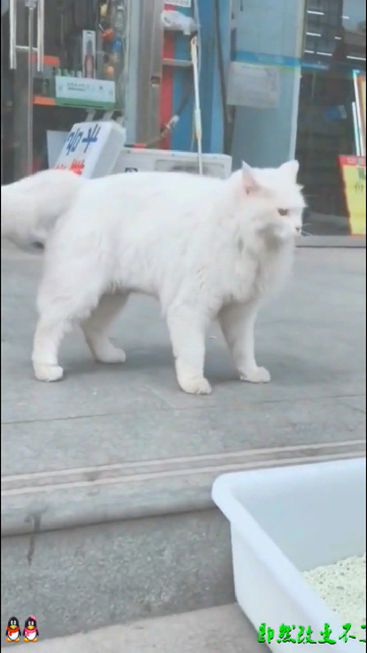大爱临清狮子猫中国猫种