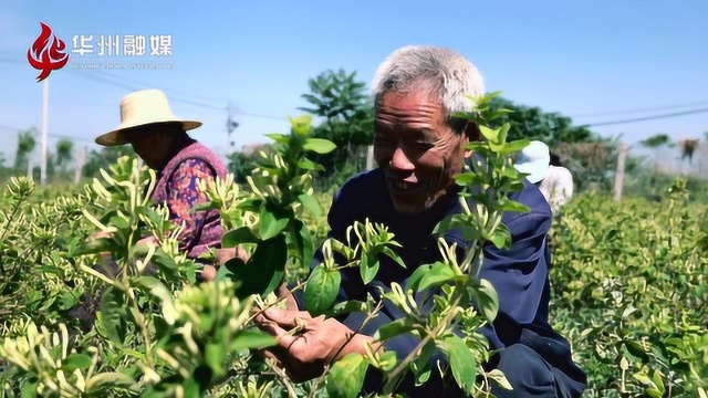 杏林镇金银花 群众的致富花