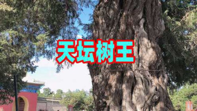 天坛树王树龄仅620年却因其造型独一无二入选北京最美十大树王