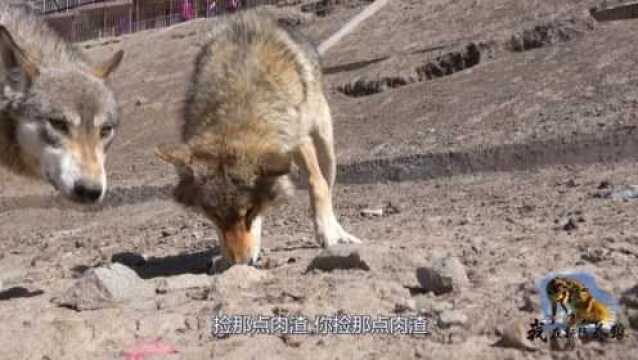 狼王地位沦落?吃部下剩下的残渣来填饱肚子,狼王混成这样啥情况