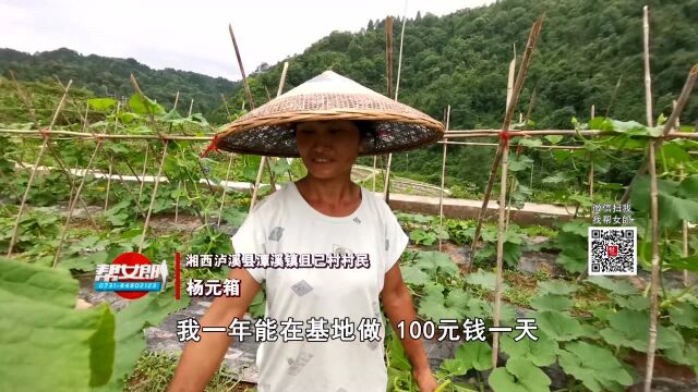 湘西泸溪且己村:小基地种出大效益 116户贫困户增收脱贫