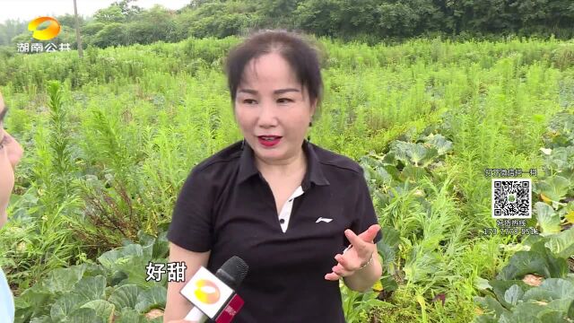 150吨“虫爱吃”包菜滞销: 爱心老板亲自采摘 购买一千斤