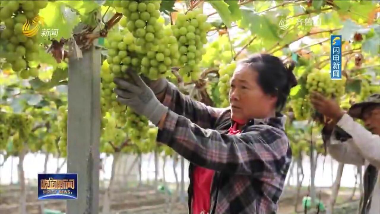 潍坊:打造现代农业种植示范区,订单化种植促进农民增收致富