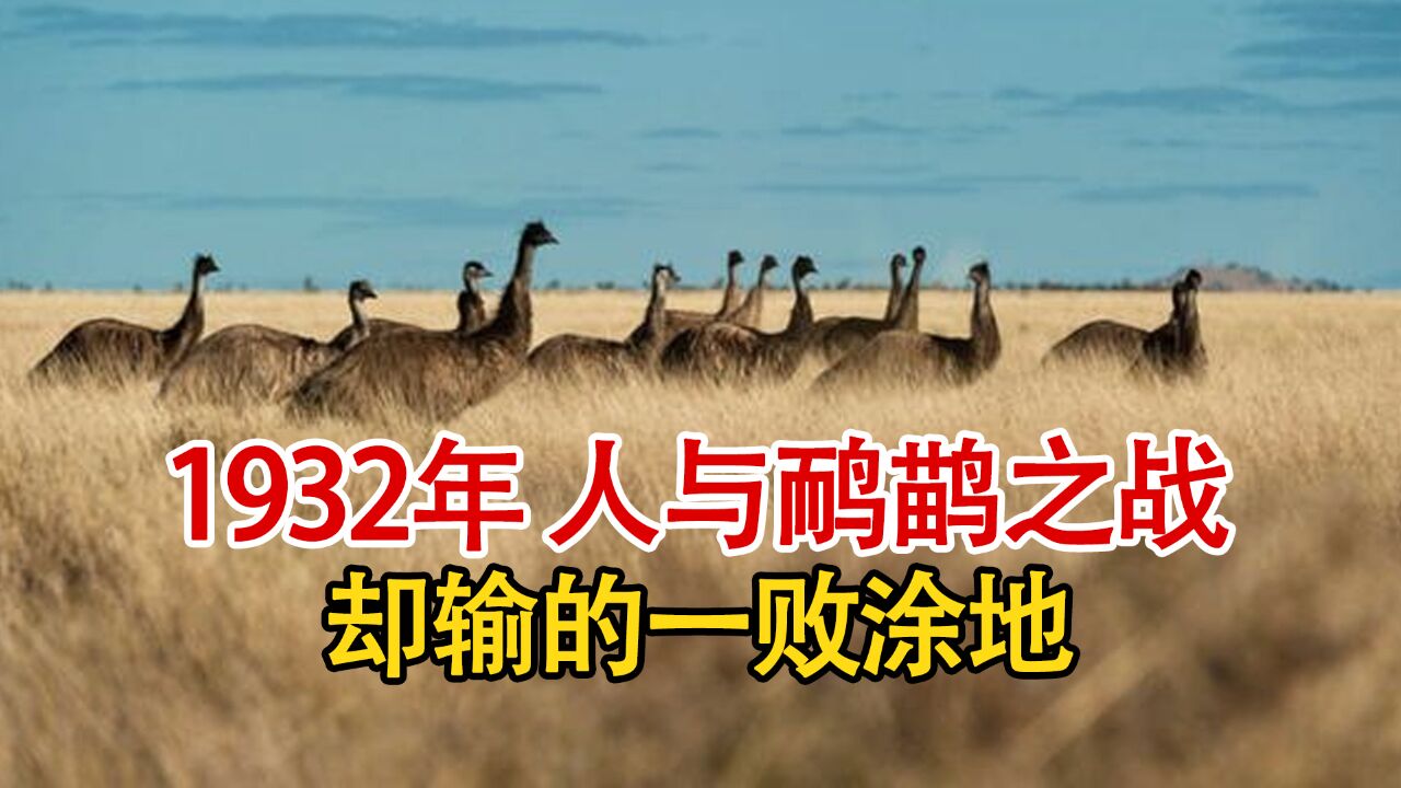 实录1932年澳大利亚鸸鹋之战,重机枪配上万子弹,却惨输给一群鸟