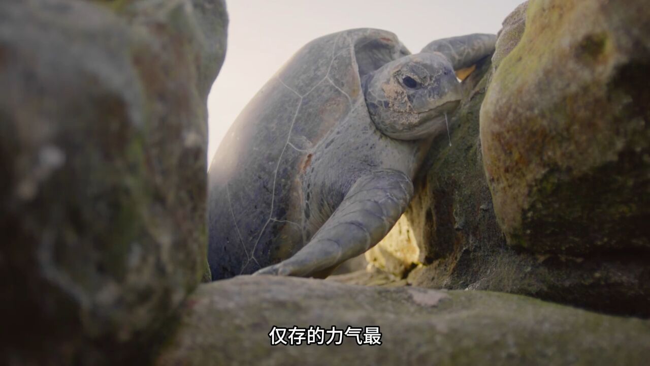 海龟刚出生就面临生死考验,为了生存它必须要拼搏|纪录片