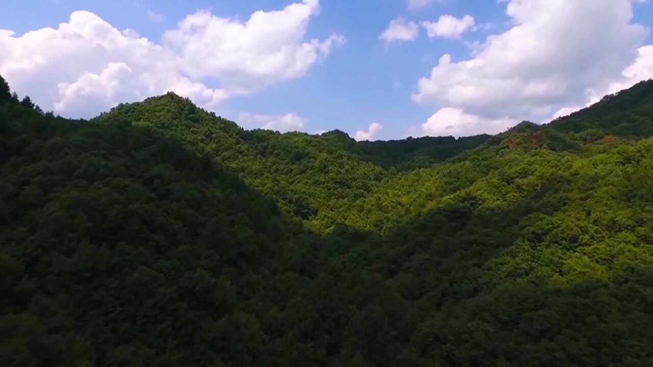 深入践行“绿水青山就是金山银山”理念 着力夯实高质量发展生态基础