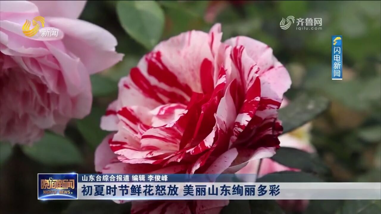 初夏时节各色鲜花竞相怒放,美丽山东绚丽多彩,一起来欣赏美景