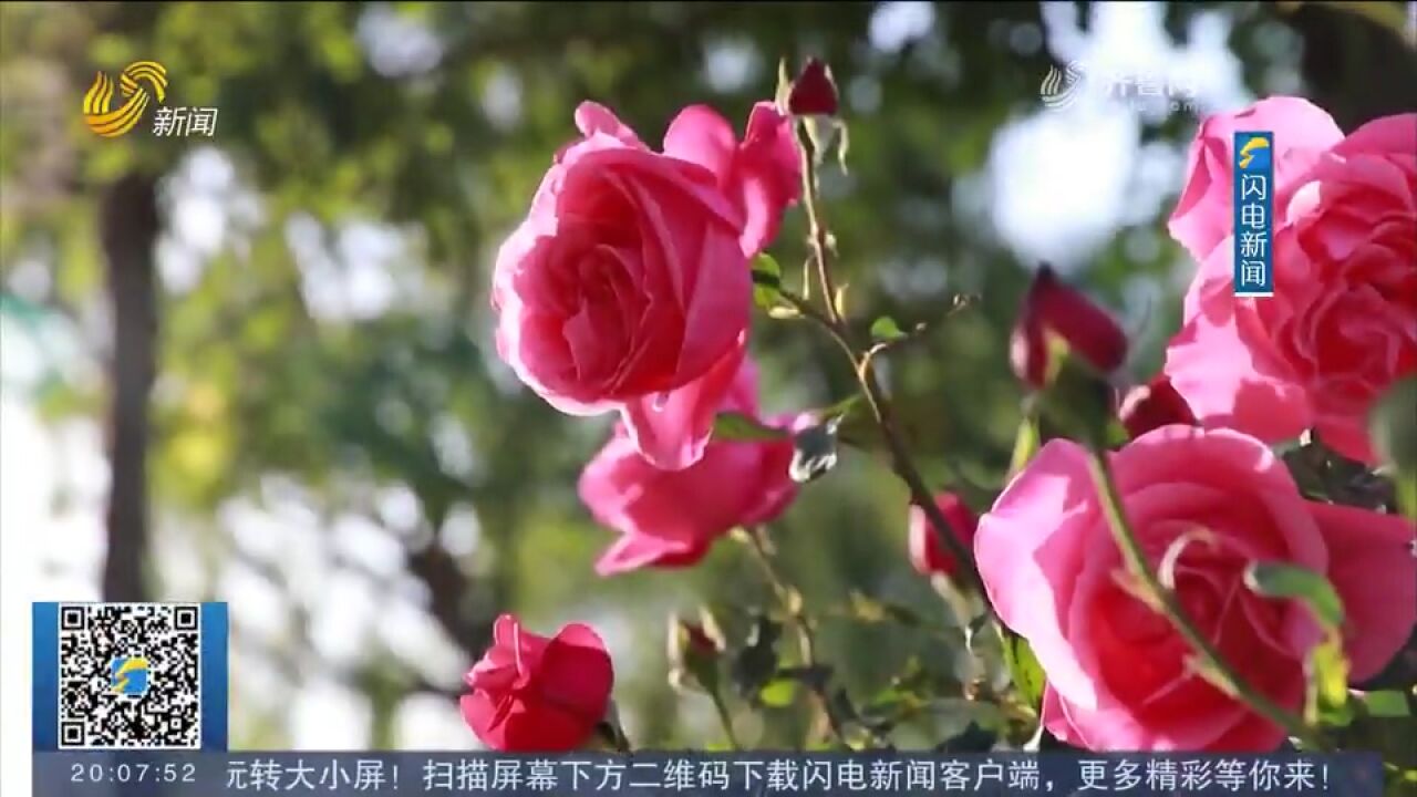 第34届莱州月季花节开幕,涵盖文化旅游等多个领域,丰富游客体验