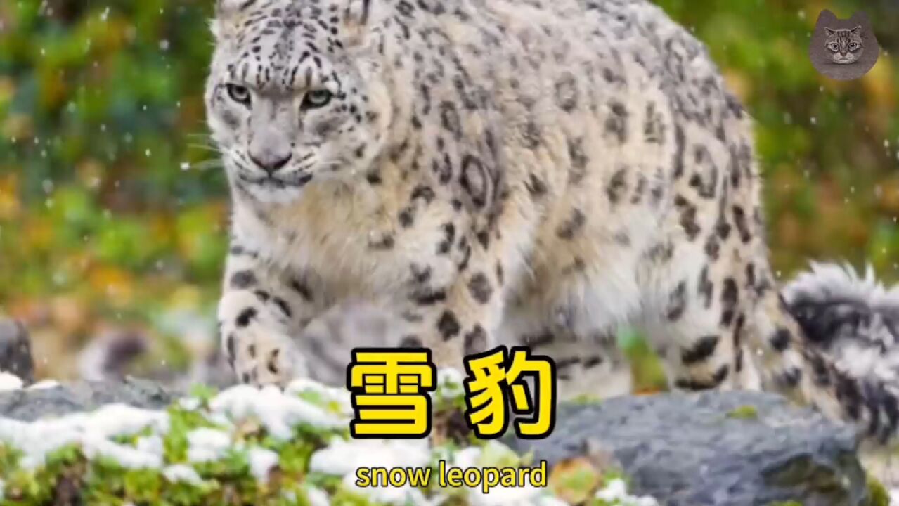 猫科颜值天花板,雪山上的王者!雪豹的微妙世界