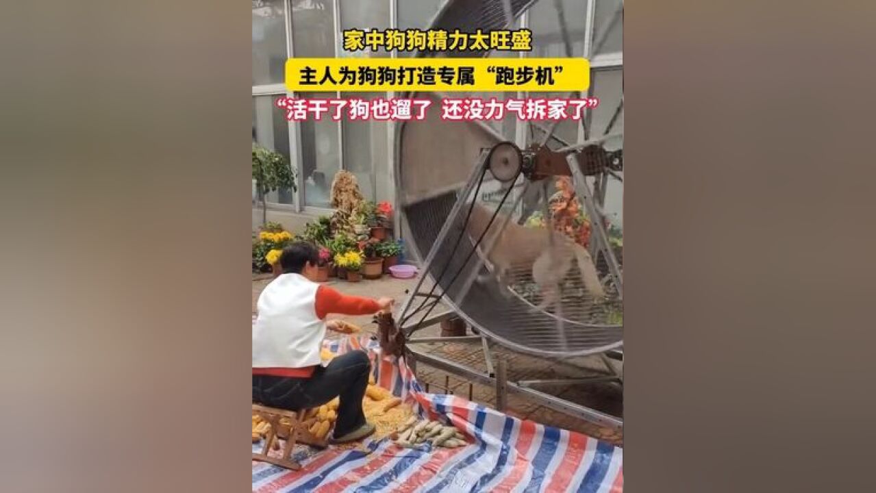 拆家小狗秒变生产力!家中狗狗精力太旺盛,狗主人为其自制“多功能跑步机”,让它一边跑步一边帮忙干农活