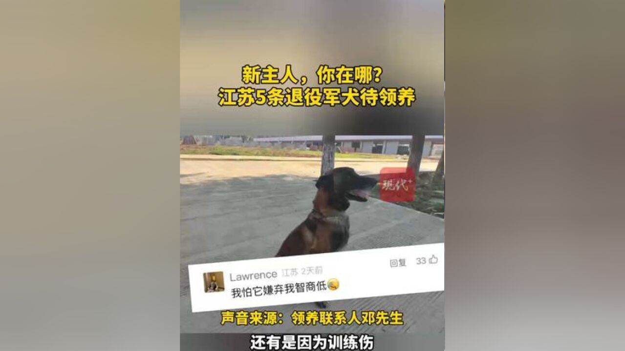 新主人,你在哪?江苏5条退役军犬待领养