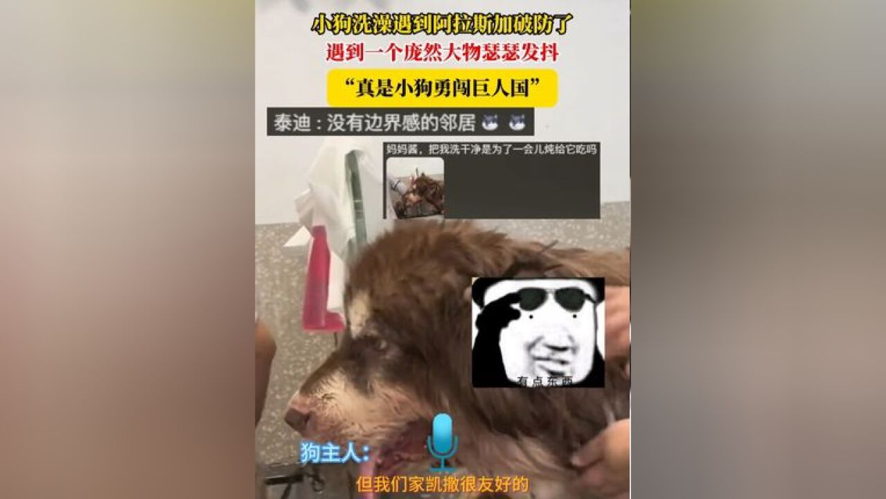 小狗洗澡遇到阿拉斯加破防了,遇到一个庞然大物瑟瑟发抖,“真是小狗勇闯巨人国”