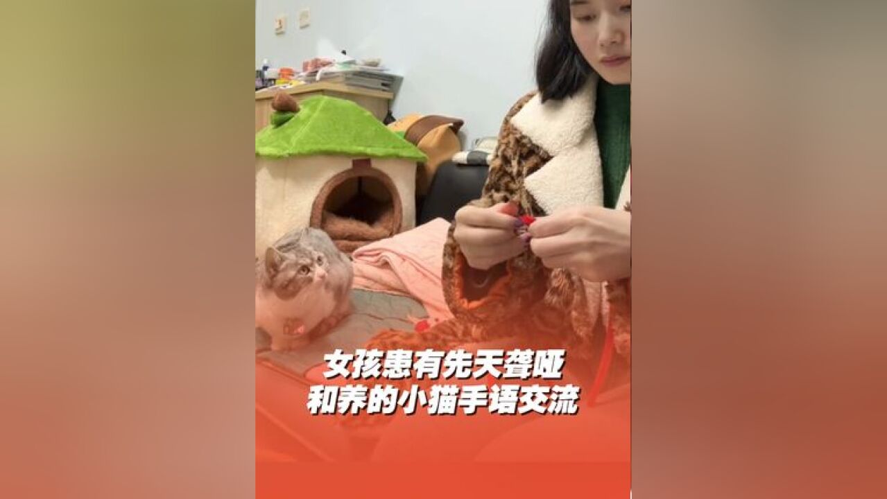 女生患有先天聋哑,通过手语和猫猫交流,猫咪居然能看懂!小猫一直看着主人是因为害怕错过主人的手语