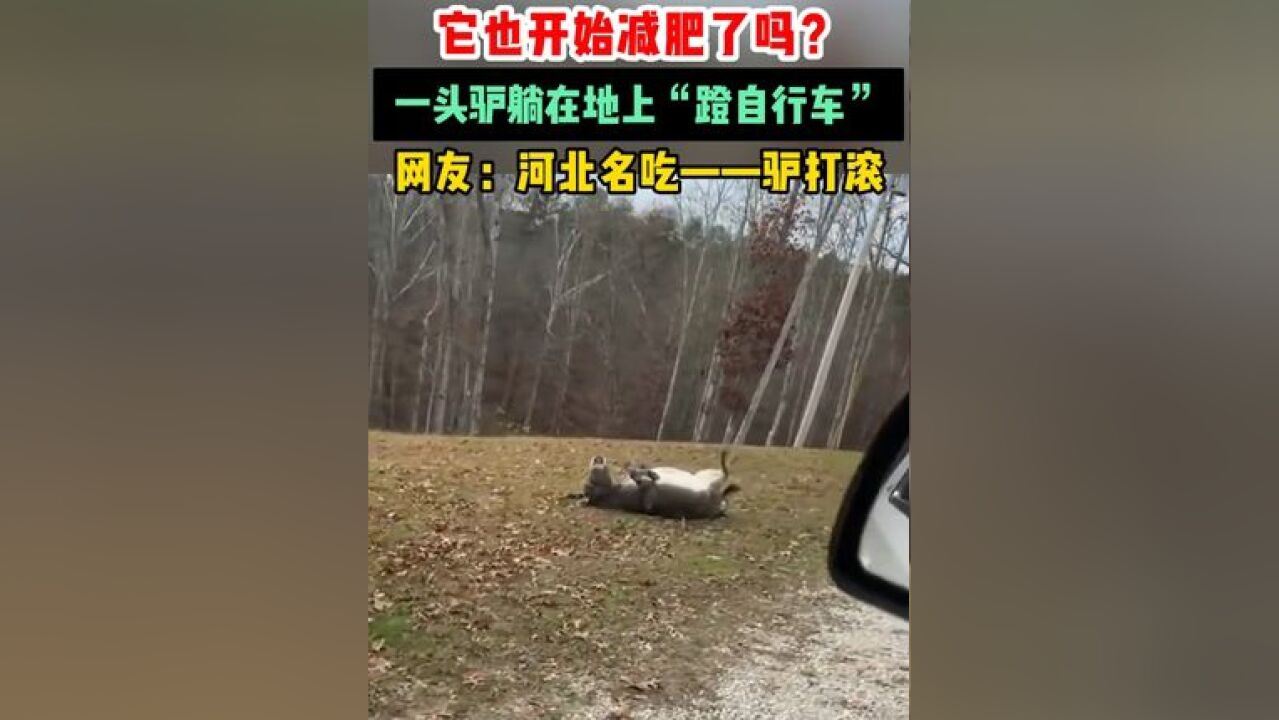 它也开始减肥了吗?一头驴躺在地上“蹬自行车”,网友:河北名吃——驴打滚