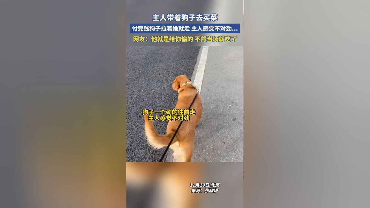 主人带着狗子去买菜,付完钱狗子拉着她就走主人感觉不对劲...