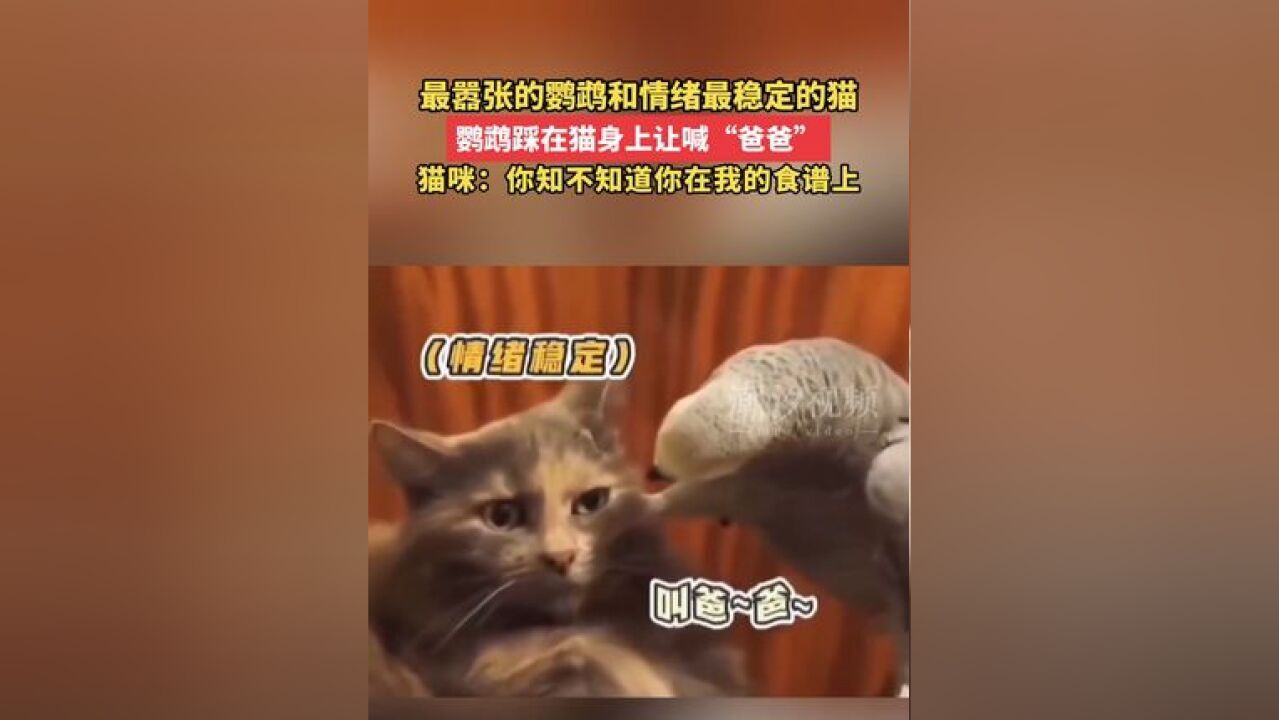 最嚣张的鹦鹉和情绪最稳定的猫,鹦鹉踩在猫身上让喊“爸爸”,猫咪:你知不知道你在我的食谱上