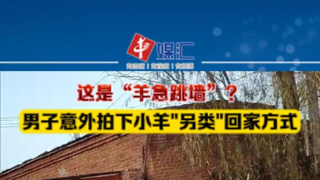 这是“羊急跳墙”?男子意外拍下小羊“另类”回家方式