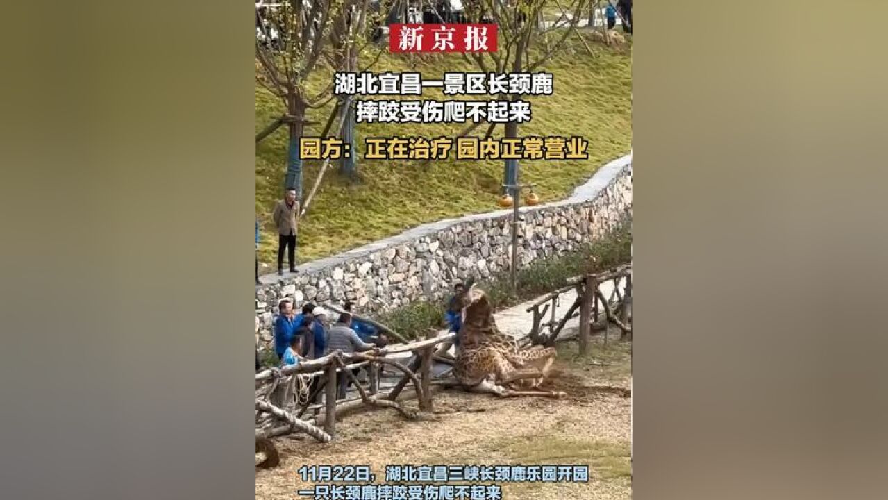 湖北宜昌一景区长颈鹿摔跤受伤爬不起来 园方:正在治疗 园内正常营业