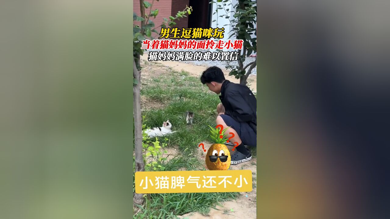 男生当着猫妈妈的面拎走小猫,满脸的难以置信