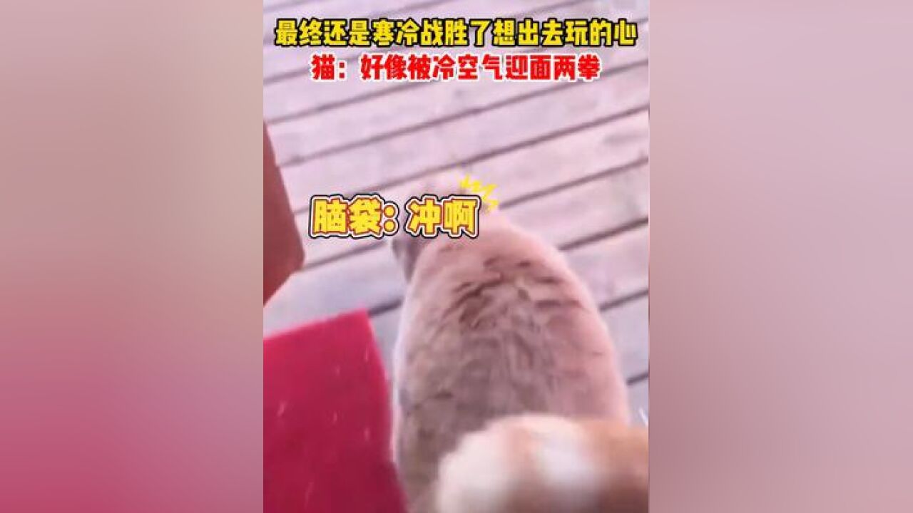 最终还是寒冷战胜了想出去玩的心,猫:好像被冷空气迎面两拳......