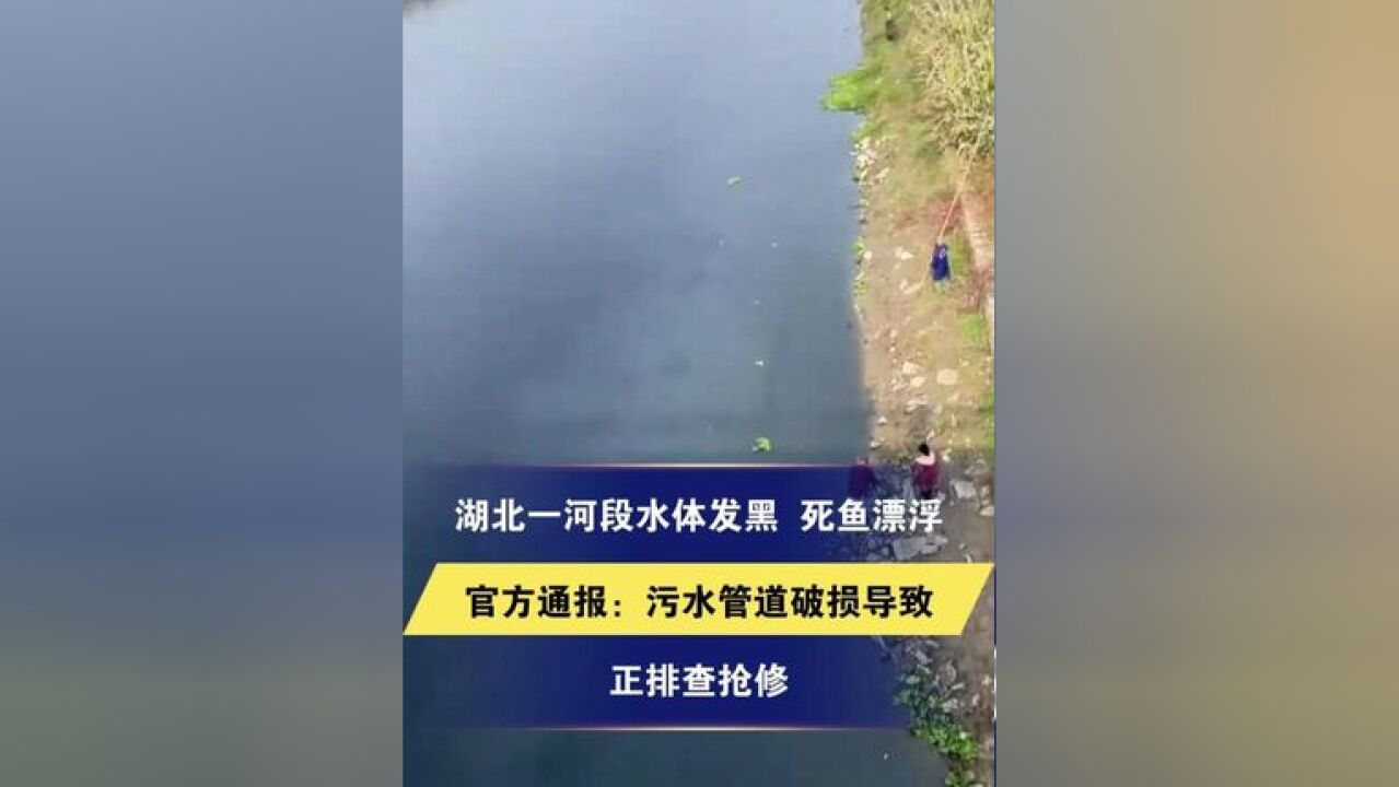 湖北一河段水体发黑 死鱼漂浮 官方通报:污水管道破损导致 正排查抢修