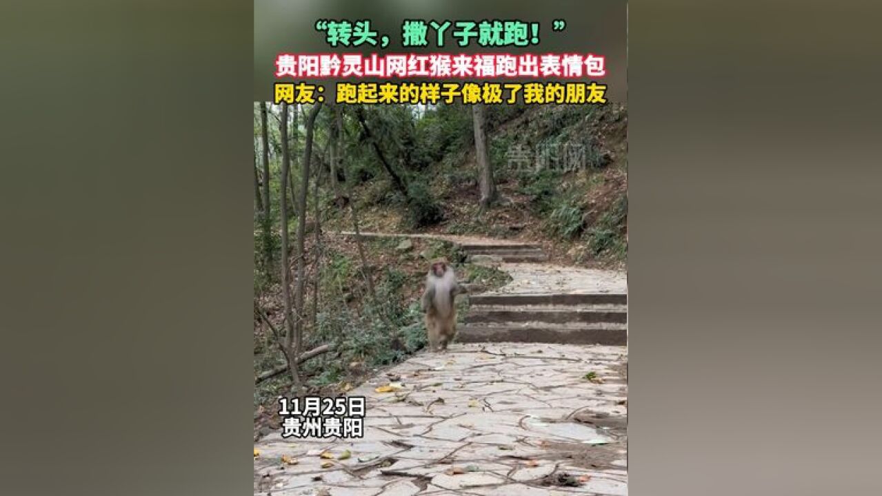 贵阳黔灵山网红猴来福跑出表情包 网友:跑起来的样子像极了我的朋友