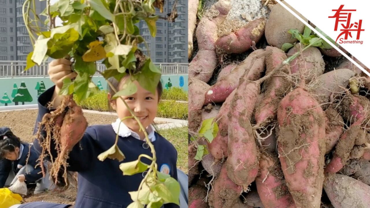 小学生在学校体验种植红薯全过程 收获后从泥里挖出红薯笑容满满