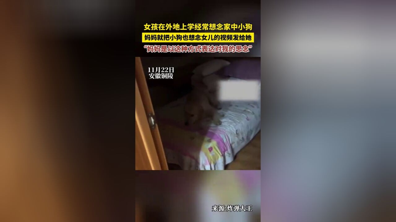 女孩在外地上学经常想念家中小狗,妈妈就把小狗视频发给她