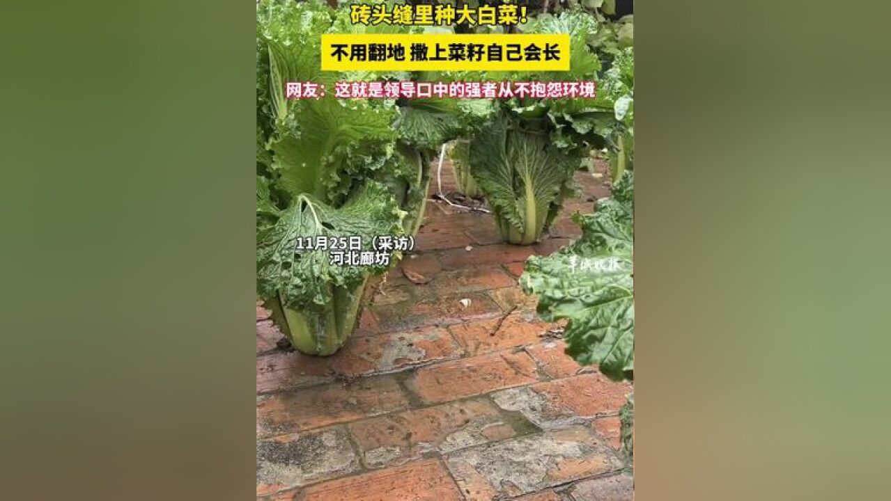 砖头缝里种大白菜!不用翻地,撒上菜籽自己会长,网友:这就是领导口中的强者从不抱怨环境