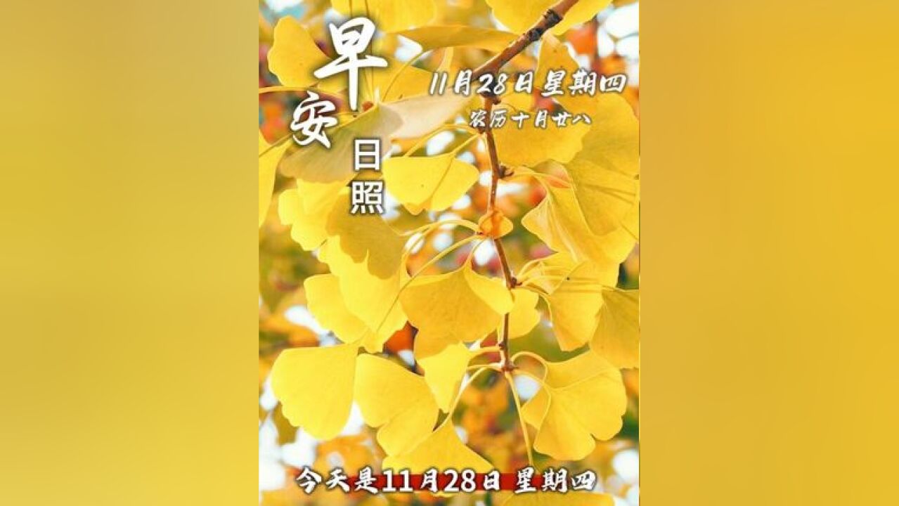 今天是11月28日,星期四,农历十月廿八,早安!银杏叶轻舞飘落,愿你的每一天都如此温柔且美好,在这美好的早晨……