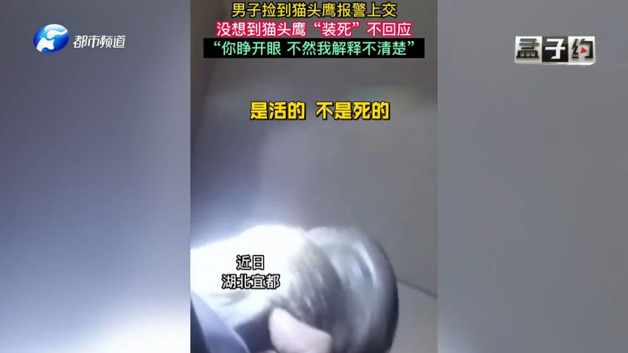 男子捡到猫头鹰报警上交,猫头鹰却“装死”,男子:快睁眼,我解释不清