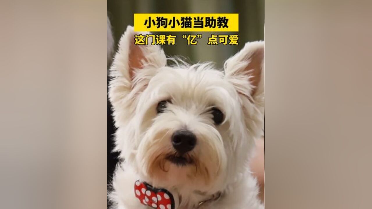 小狗小猫当助教?华南农业大学这门课,有“亿”点可爱!